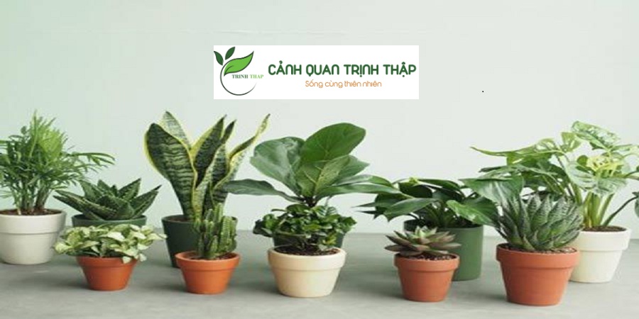 Công ty cho thuê cây xanh tại Đống Đa Hà Nội