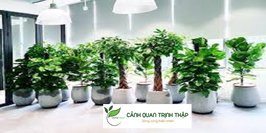 Cho Thuê Cây Cảnh Tại Hà Nội